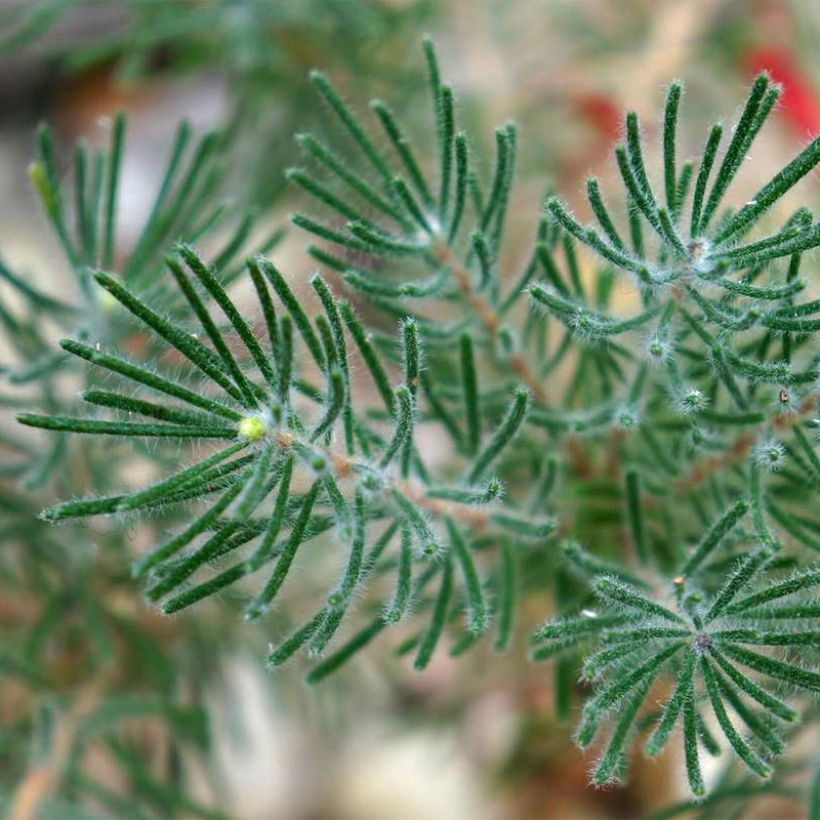 Calothamnus quadrifidus Grey Form (= Grey Leaf)  (Feuillage)