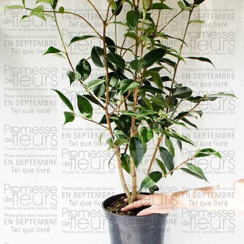 Exemple de spécimen de Camélia classique - Camellia Royal Velvet Pot de 4L/5L tel que livré