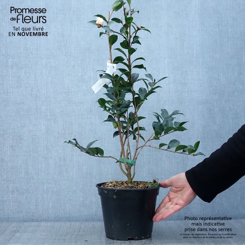 Spécimen de Camélia d'automne - Camellia sasanqua Choji Guruma Pot de 4L/5L tel que livré en automne