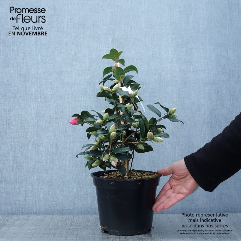 Spécimen de Camélia Donation - Camellia (x) williamsii Pot de 4L/5L tel que livré en automne