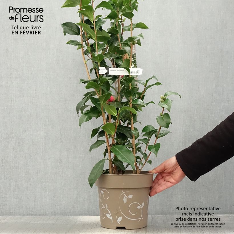 Spécimen de Camélia du Japon - Camellia Three Sisters  - Pot de 6L/7L tel que livré en hiver