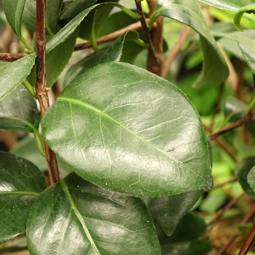 Camélia Margaret Davis - Camellia japonica (Feuillage)