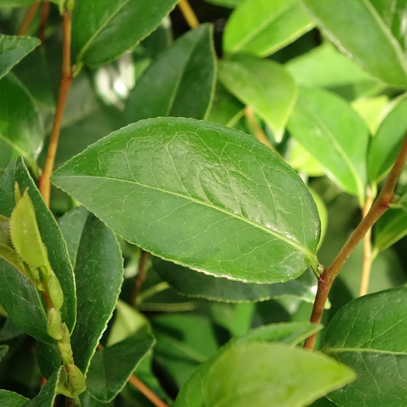 Camélia Mark Alan - Camellia japonica (Feuillage)