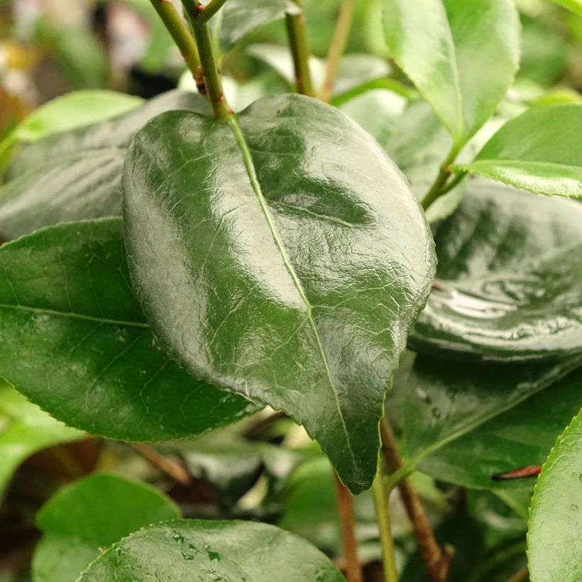 Camélia Midnight Variegated - Camellia japonica (Feuillage)