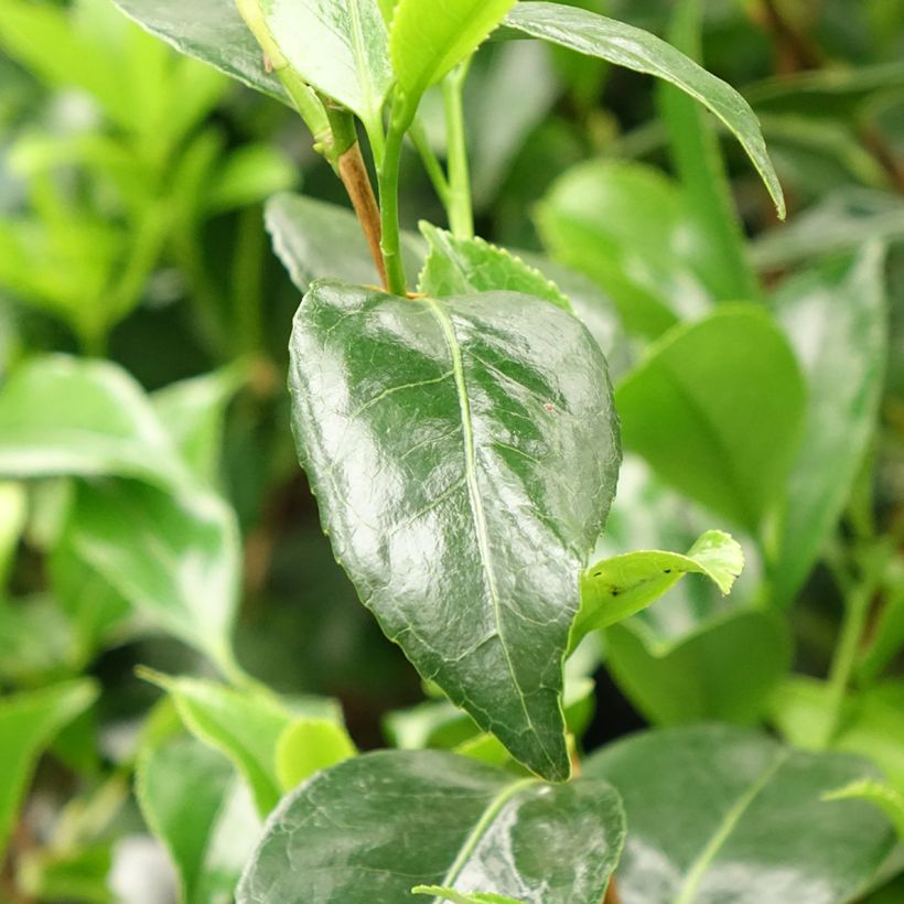 Camélia Stacy Susan - Camellia japonica (Feuillage)