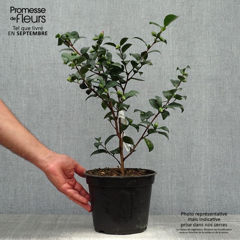 Spécimen de Camellia sasanqua Belinda - camélia d'automne Pot de 4L/5L tel que livré en automne