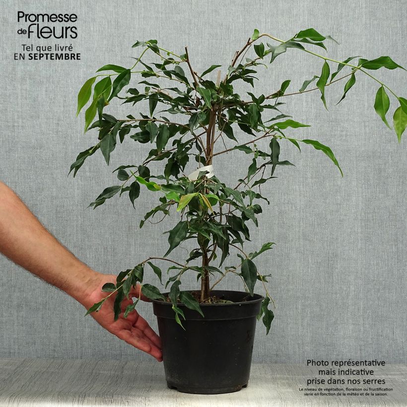 Spécimen de Camellia tsaii - Camélia d'hiver - Pot de 4L/5L tel que livré en automne