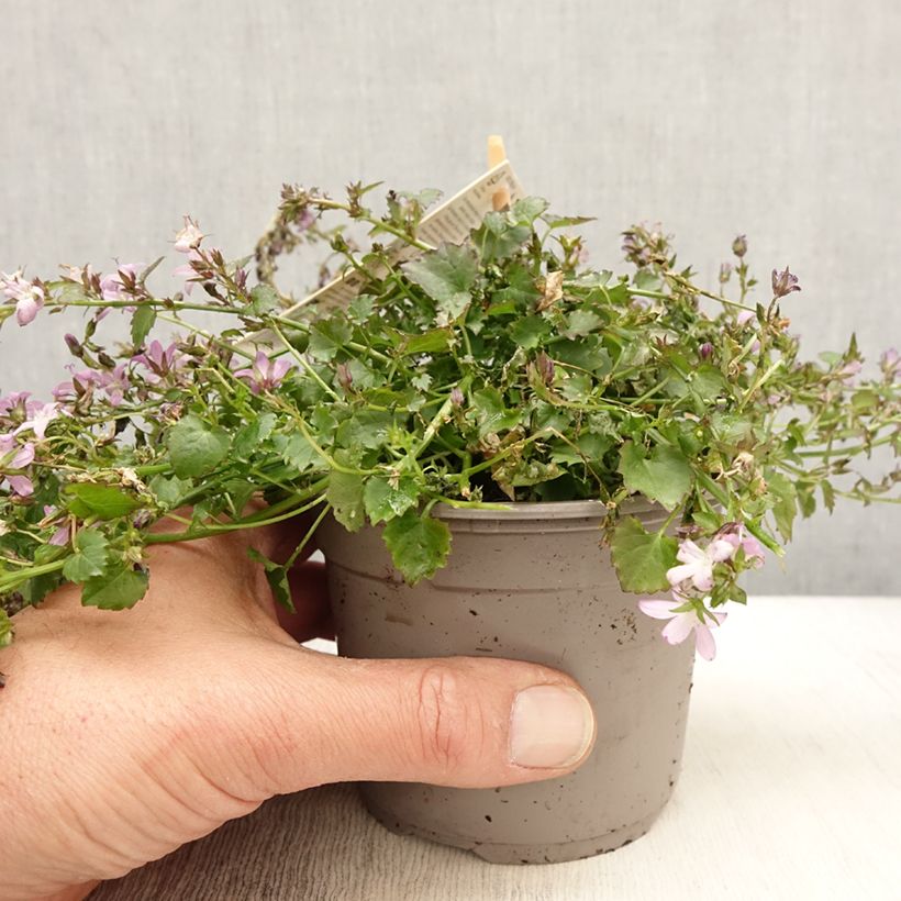 Spécimen de Campanula poscharskyana Adansa Pink - Campanule des Murets Pot de 1L/1,5L tel que livré au printemps