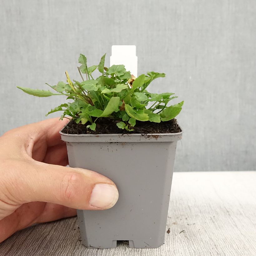 Spécimen de Campanula rotundifolia - Campanule à feuilles rondes Godet de 9cm tel que livré en automne