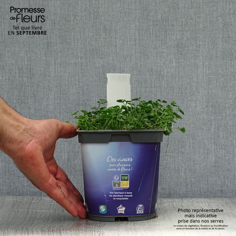 Spécimen de Campanule des murs - Campanula portenschlagiana (muralis) en pot de 2 litres tel que livré en automne