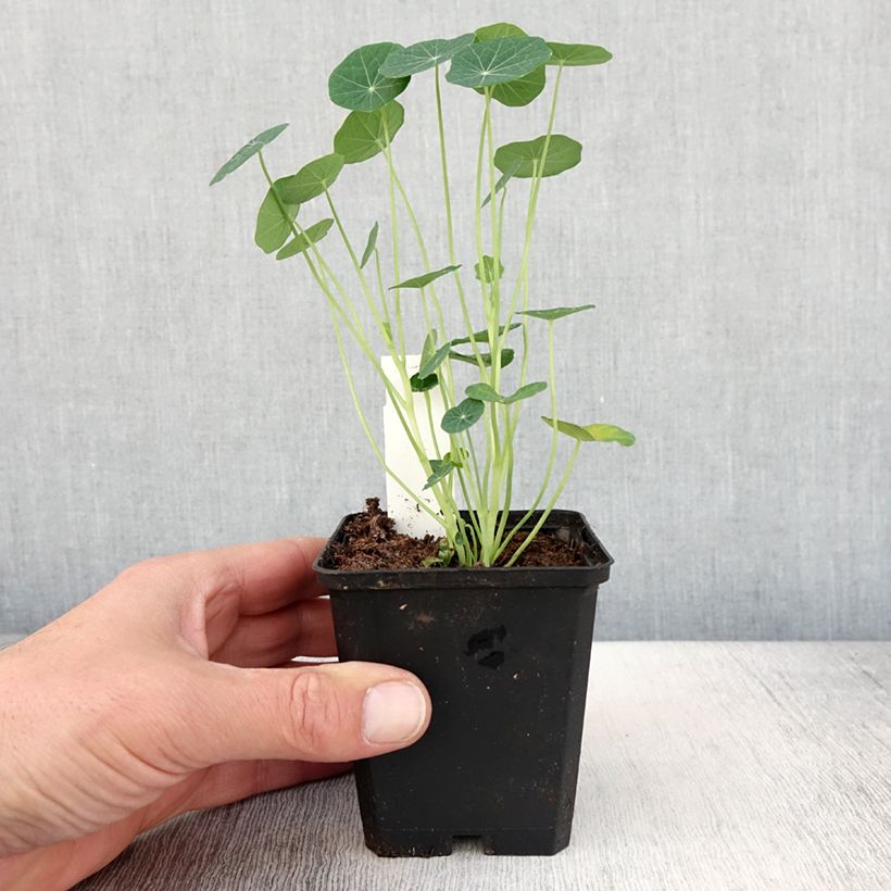 Spécimen de Capucine Baby Rose - Tropaeolum minus - Pot de 10 cm/11cm tel que livré au printemps