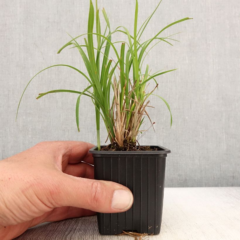 Spécimen de Carex acuta - Laîche aiguë - Godet de 8/9 cm tel que livré au printemps