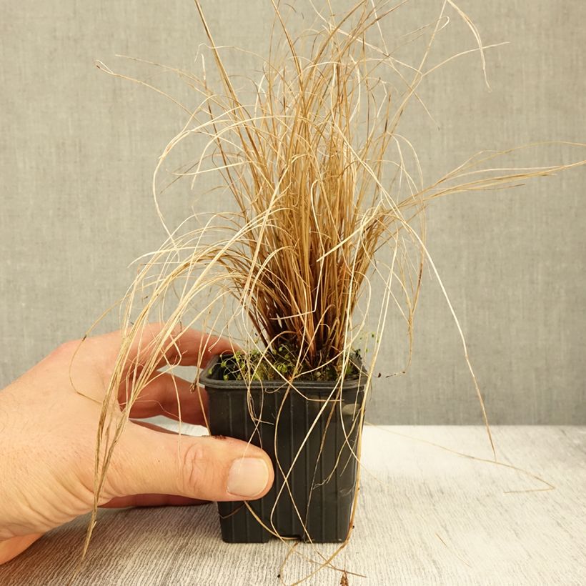 Spécimen de Carex flagellifera en godet de 9cm tel que livré en automne