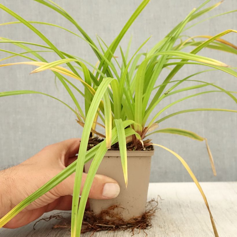 Spécimen de Carex morrowii Irish Green - Laîche du Japon en godet de 9 cm tel que livré en automne