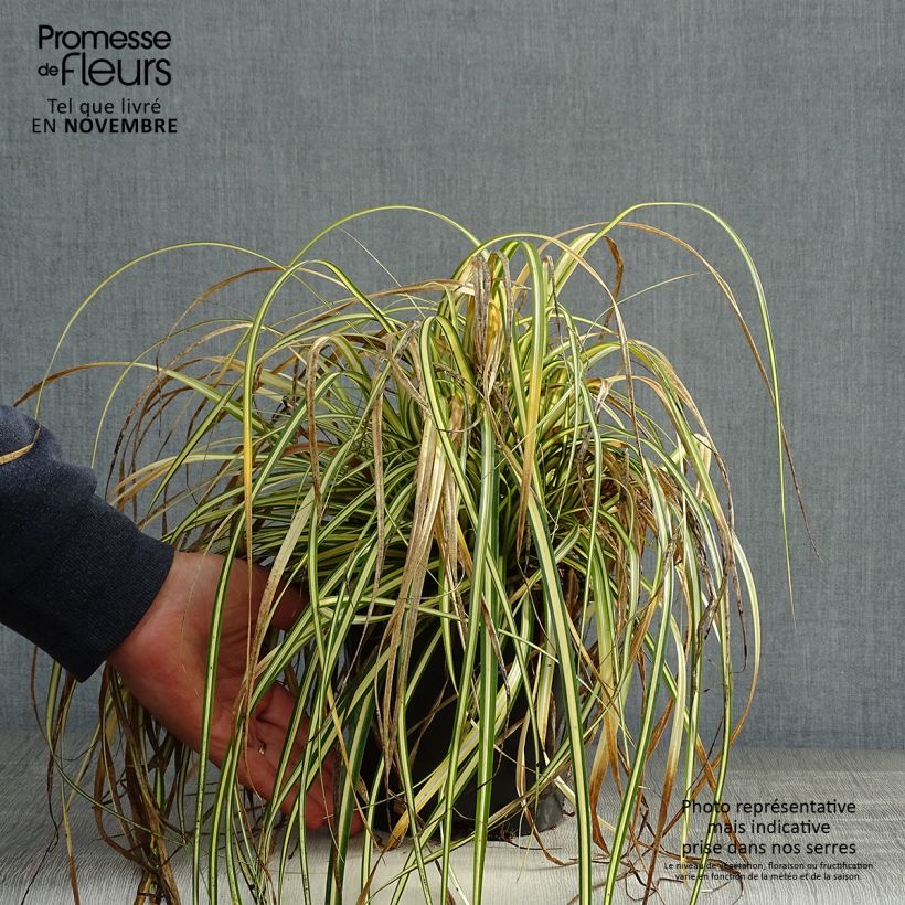 Spécimen de Carex oshimensis Everest® - Laîche d'Oshima tel que livré en automne