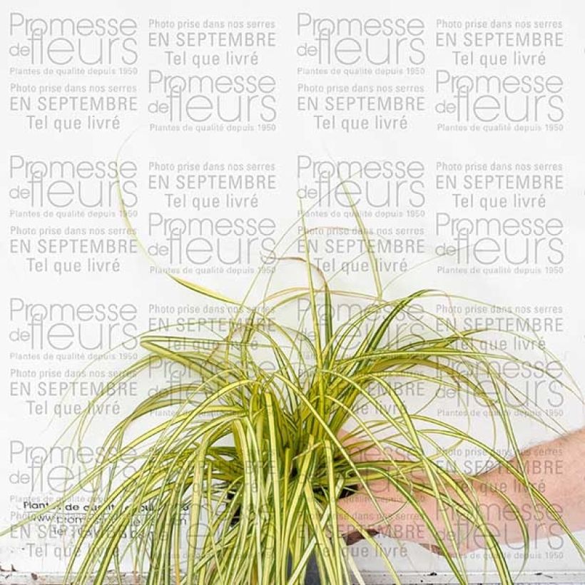 Exemple de spécimen de Carex oshimensis Evergold en godet de 9 cm tel que livré