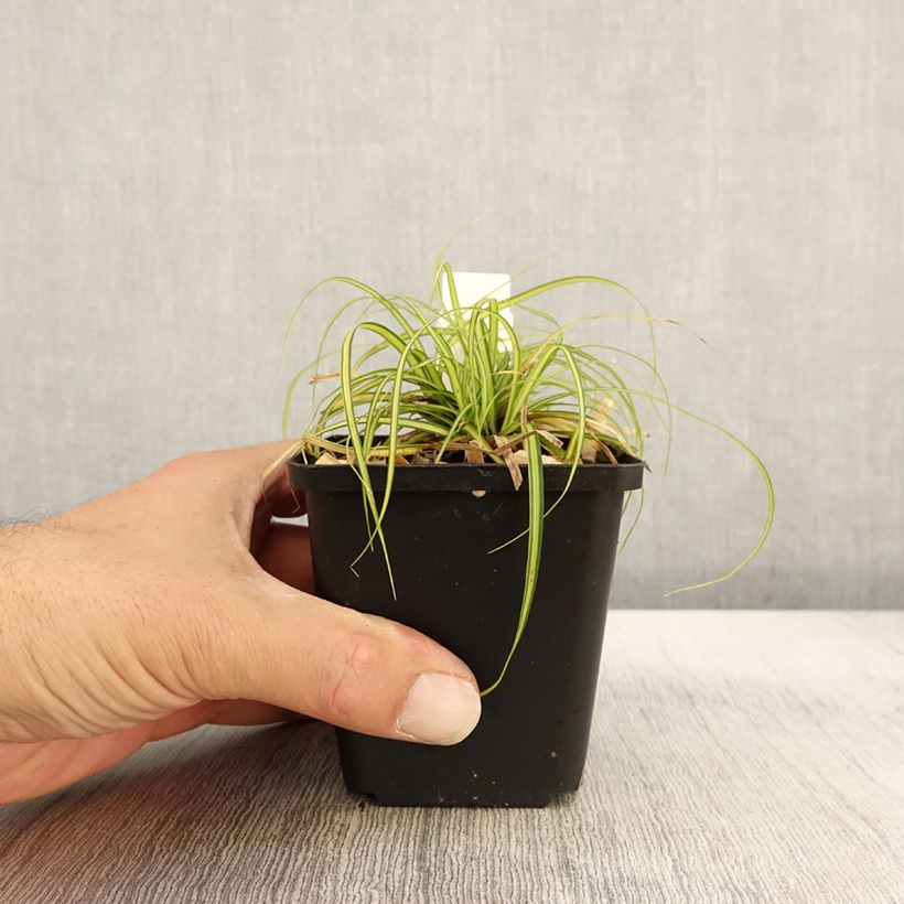 Spécimen de Carex oshimensis Eversheen - Laîche d'Oshima Godet de 9cm tel que livré en automne