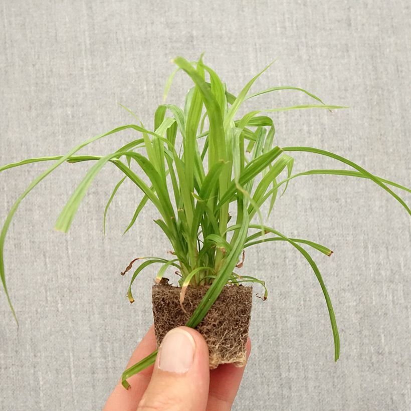 Spécimen de Carex pendula Fresh Look - Laîche pendante Mini-motte 2,5 cm tel que livré en automne