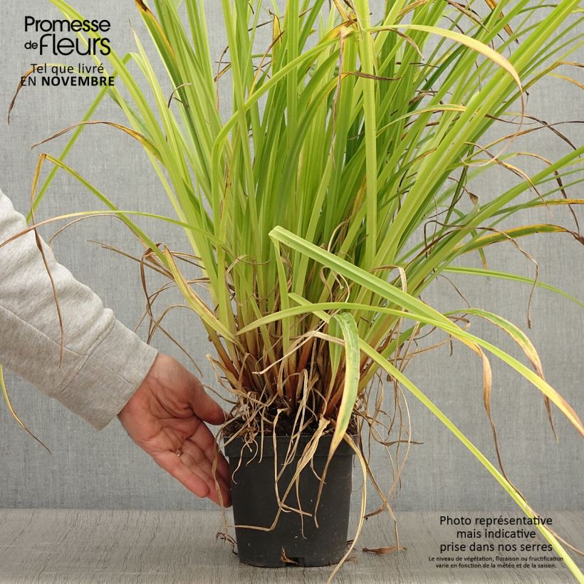 Spécimen de Carex pendula - Laîche pendante en pot de 2/3L tel que livré en automne