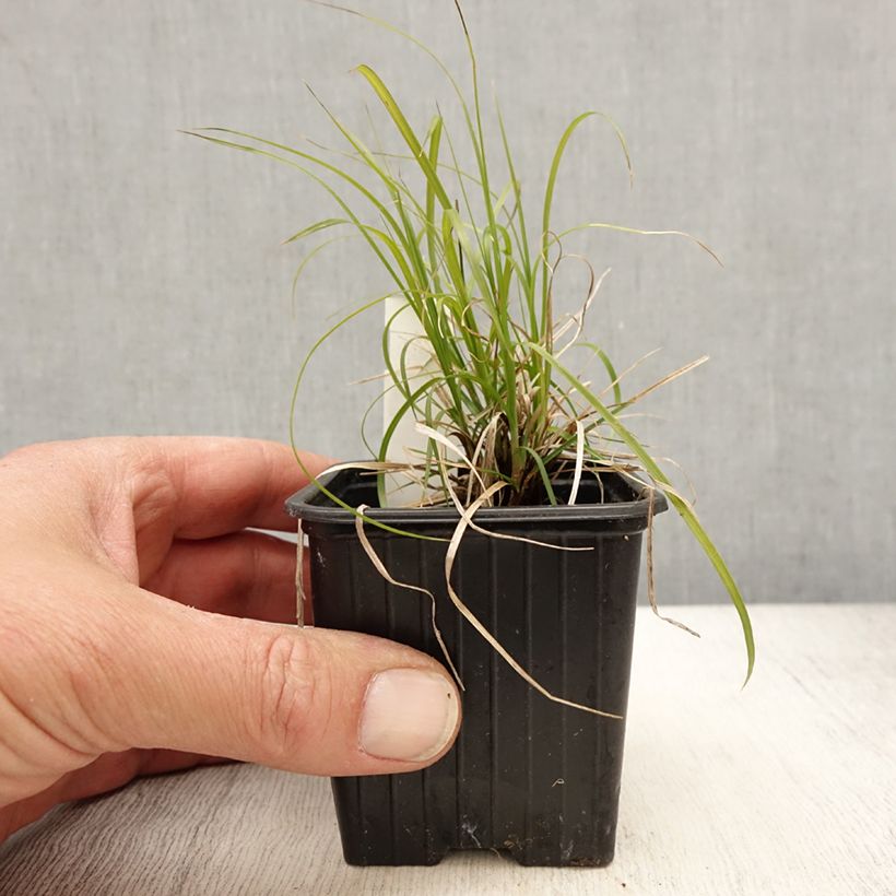 Spécimen de Carex pensylvanica - Carex ou Laîche de Pennsylvanie - Godet de 8/9 cm tel que livré au printemps