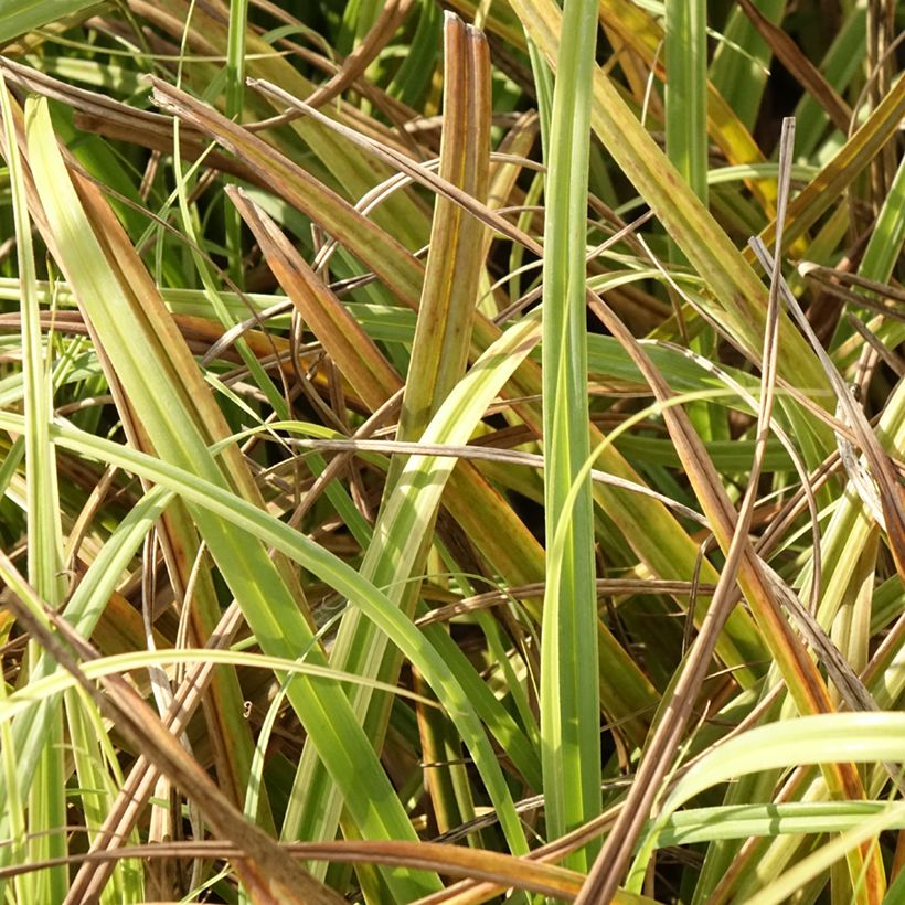 Carex trifida Rekohu Sunrise - Laîche (Feuillage)