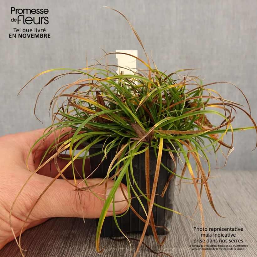 Spécimen de Carex umbrosa - Laîche des ombrages tel que livré en automne