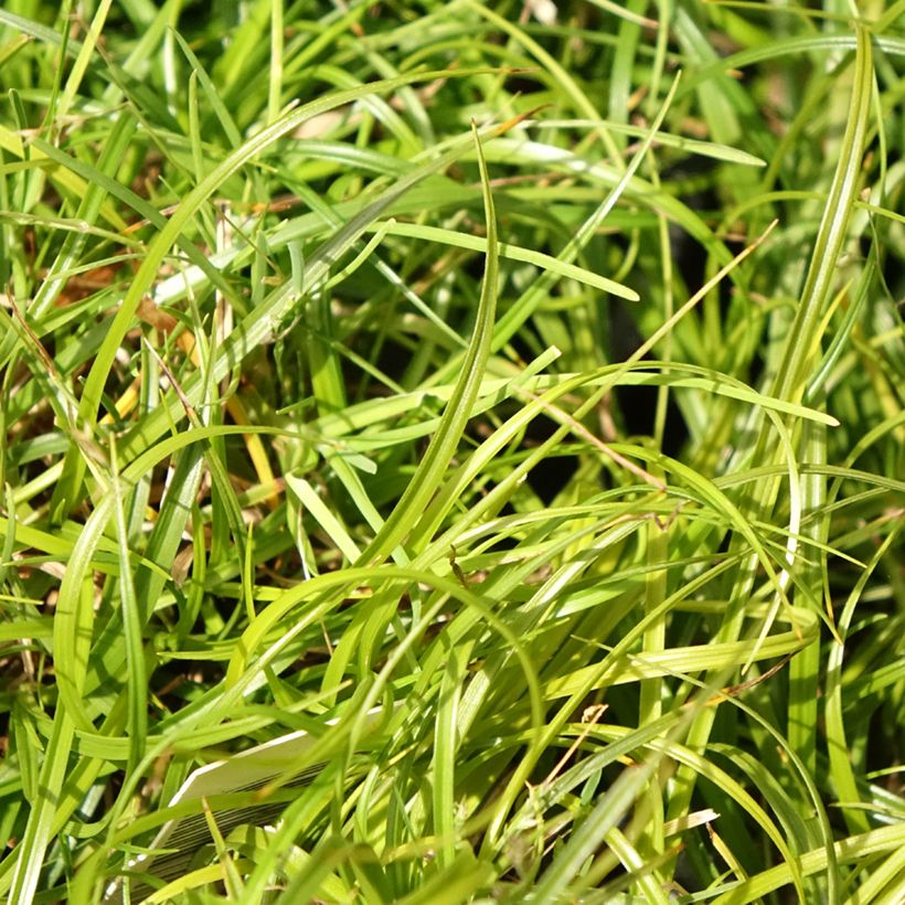 Carex umbrosa - Laîche des ombrages (Feuillage)