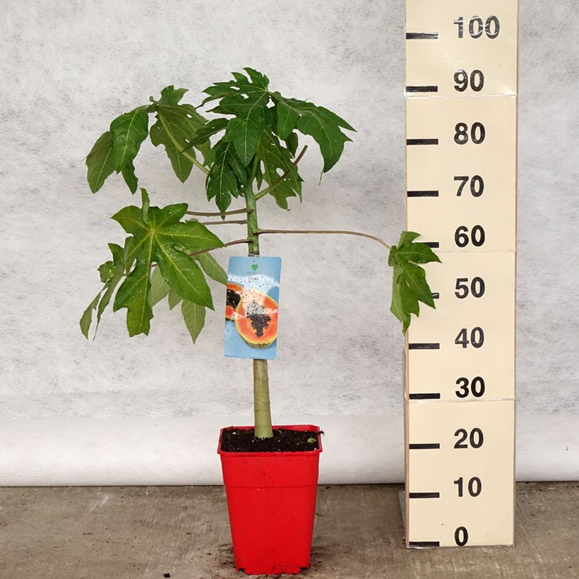 Spécimen de Carica papaya- Papayer - Pot de 6L/7L tel que livré au printemps