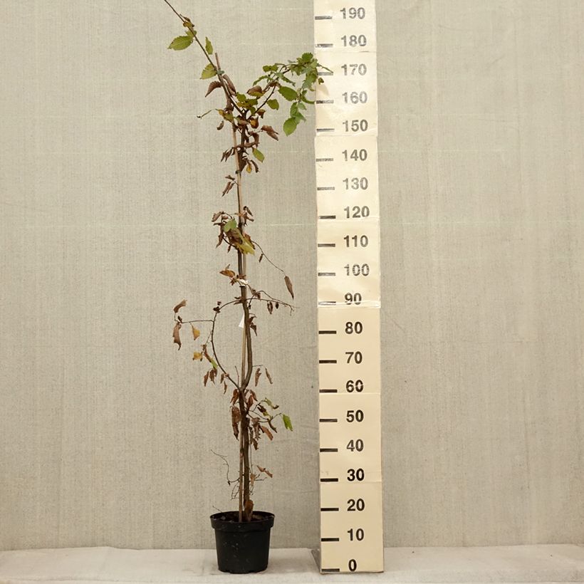 Spécimen de Carpinus betulus 150/175cm en pot de 4L/5L- Charme commun  tel que livré en automne