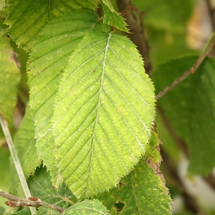 Carpinus betulus Fastigiata Monument - Charme commun fastigié (Feuillage)