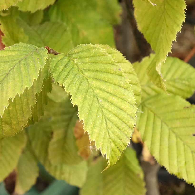 Carpinus betulus Monumentalis - Charme commun (Feuillage)