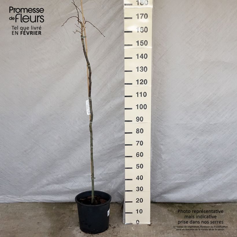 Spécimen de Carpinus betulus Pendula - Charme commun pleureur tel que livré en hiver
