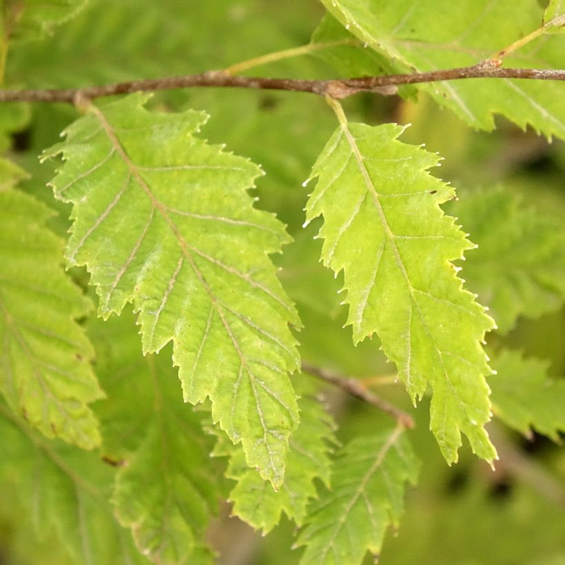 Carpinus betulus Quercifolia - Charme à feuilles de chêne (Feuillage)