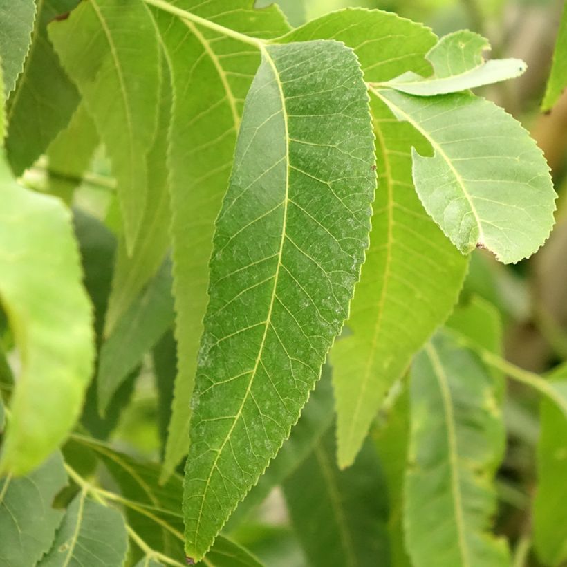 Carya illinoinensis Delmas - Noix de Pécan - Pacanier (Feuillage)