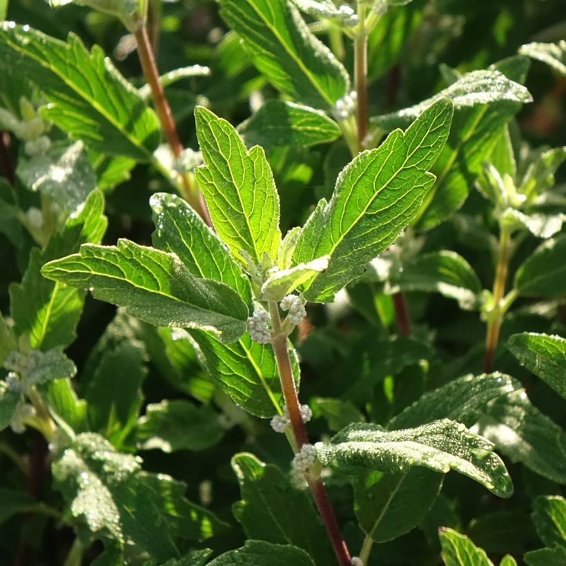 Caryopteris clandonensis Beyond Midnight - Spirée bleue (Feuillage)