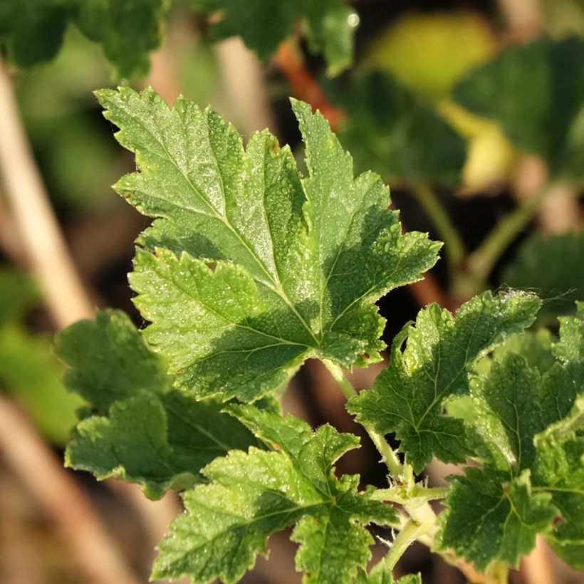 Caseille ConfiBerry Jofruti (Feuillage)