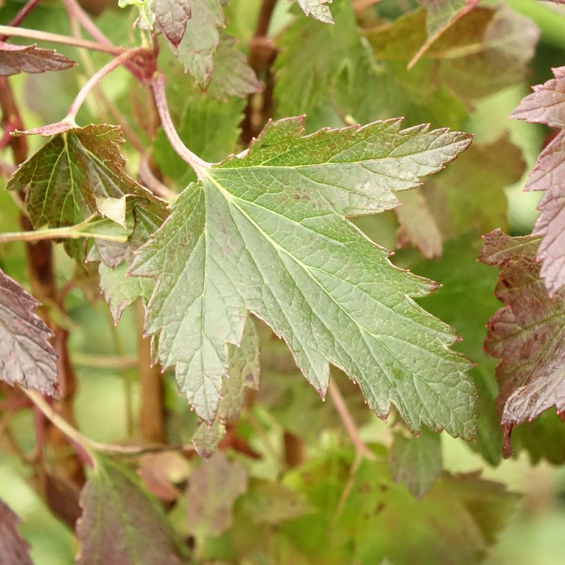 Cassissier Black'n Red Premiere - Ribes nigrum (Feuillage)