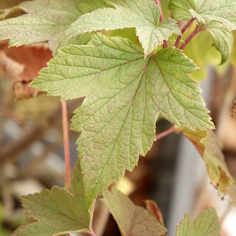 Cassissier Delbard Robusta - Ribes nigrum (Feuillage)