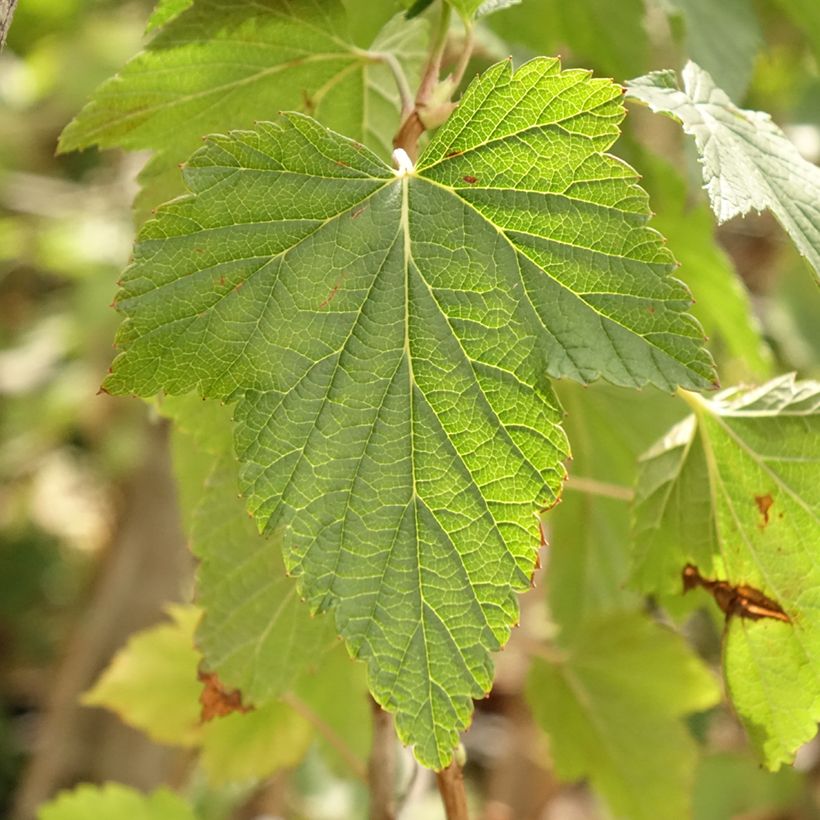 Cassissier Ojebyn - Ribes nigrum (Feuillage)