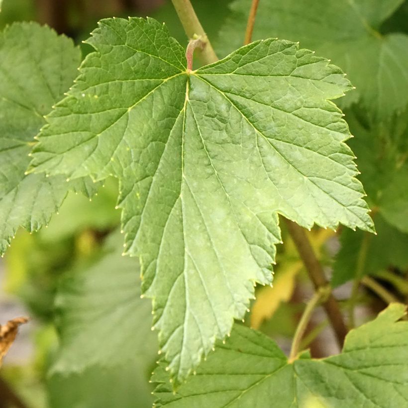 Cassissier Titania (Feuillage)