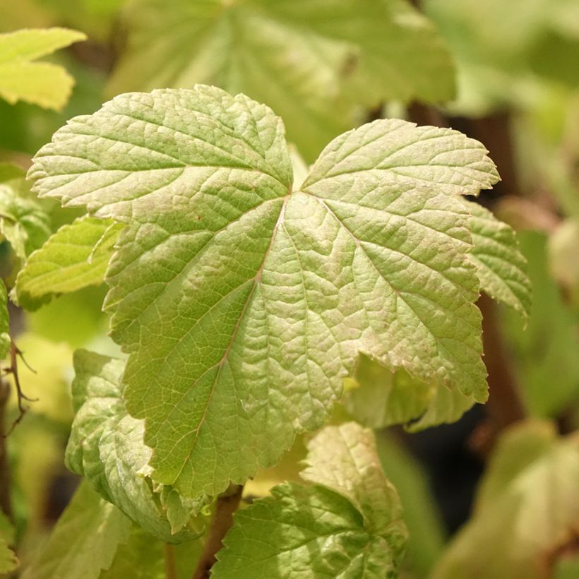 Cassissier Troll - Ribes nigrum (Feuillage)