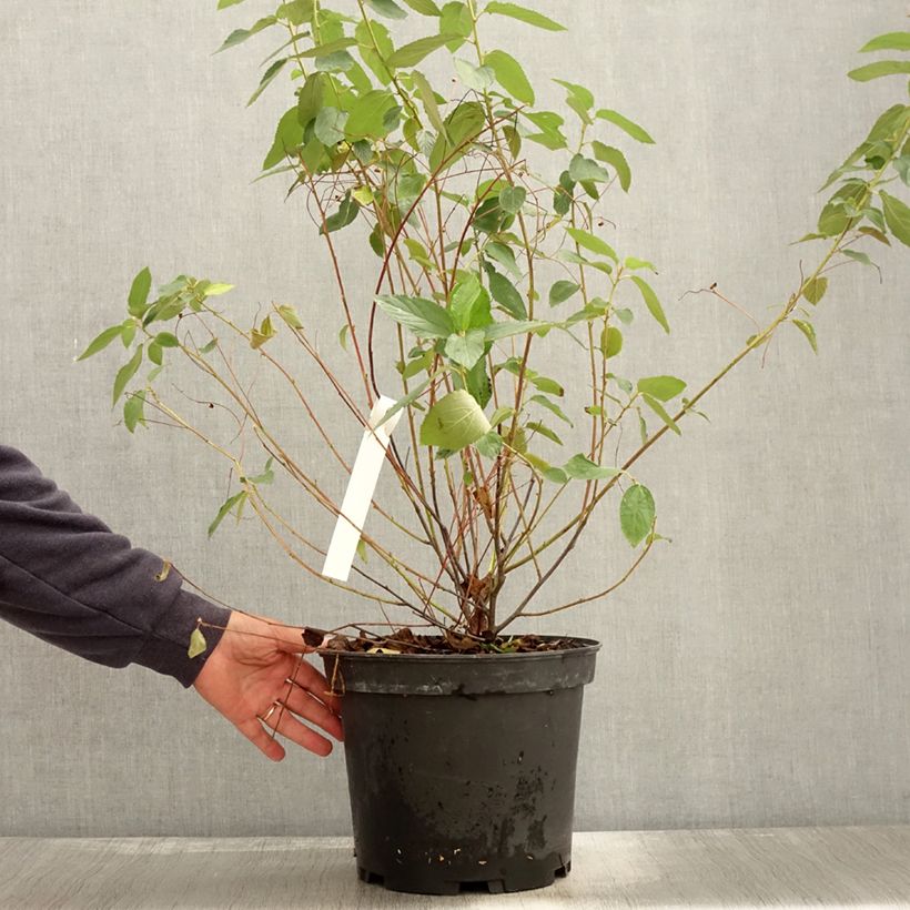 Spécimen de Ceanothe Gloire de Versailles - Ceanothus delilianus en pot de 7,5L/10L tel que livré en automne