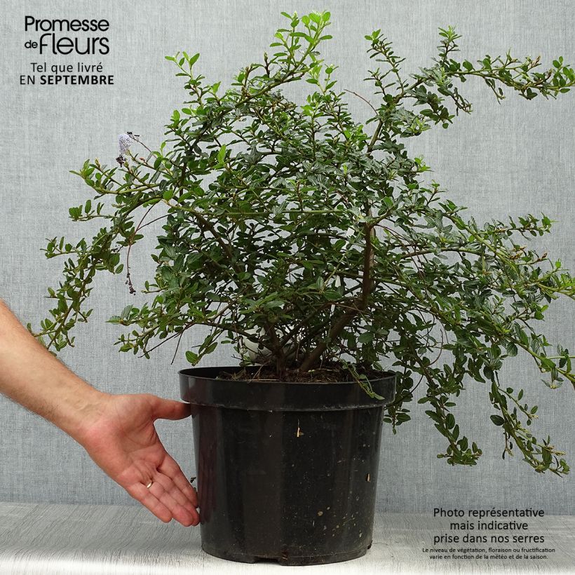 Spécimen de Ceanothus thyrsiflorus Repens en pot de 7.5L/10L -  Lilas de Californie tel que livré en automne