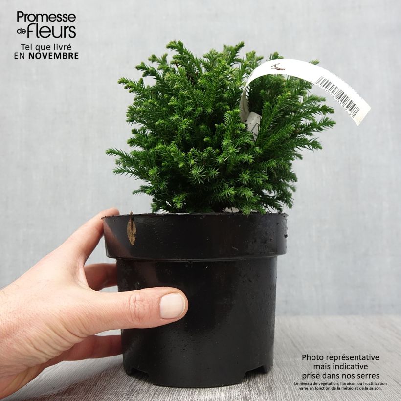 Spécimen de Cryptomeria japonica Green Pearl - Cèdre du Japon en pot de 2l/3l tel que livré en automne