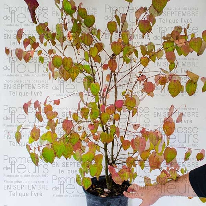 Exemple de spécimen de Arbre à caramel - Cercidiphyllum magnificum - Pot de 4L/5L tel que livré