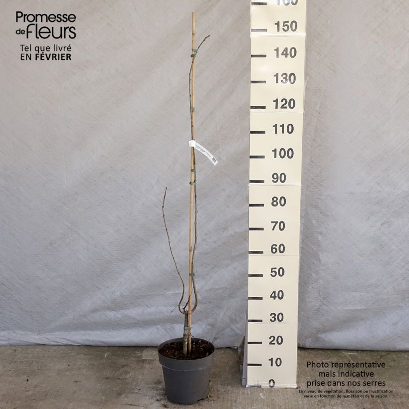 Spécimen de Cercidiphyllum japonicum Pendulum - Arbre à caramel tel que livré en hiver