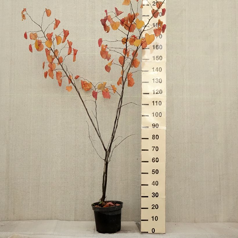 Spécimen de Cercis canadensis Merlot - Gainier du Canada  Pot de 6L/7L tel que livré en automne