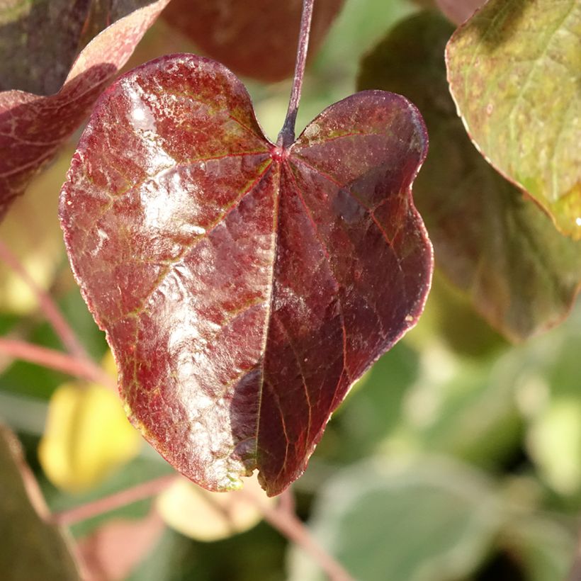 Cercis canadensis Merlot - Gainier du Canada  (Feuillage)