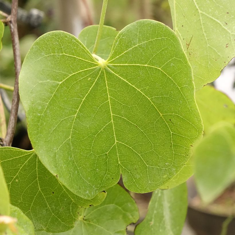 Cercis canadensis Texas White - Gainier du Canada (Feuillage)