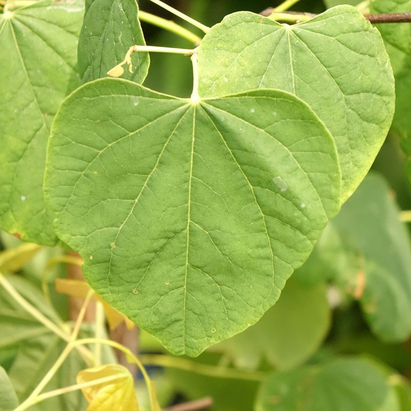 Cercis canadensis The Rising Sun - Gainier du Canada (Feuillage)